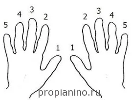 Нумерация пальцев у музыкантов