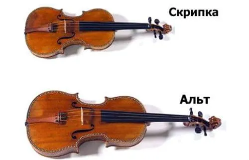 Отличие скрипки от альта