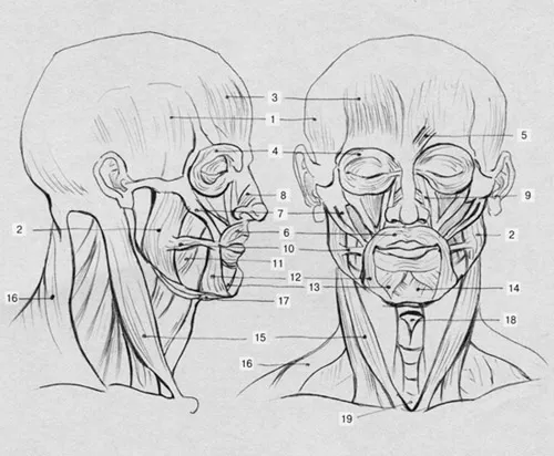 рисунок головы человека