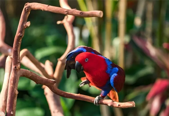12 говорящих птиц, кроме попугаев: описание, способности, советы