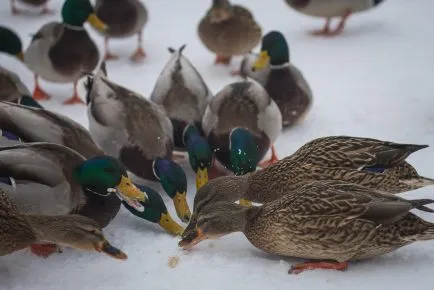Дикие утки собирают крошки хлеба на снегу