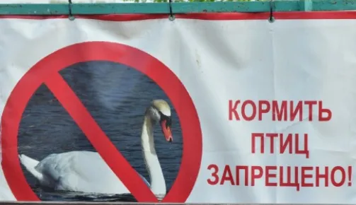 Баннер о запрете на кормление птиц