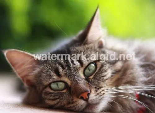 Фото кота с водяным знаком