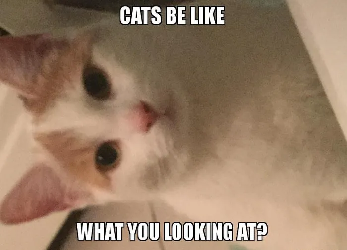 Cats be like