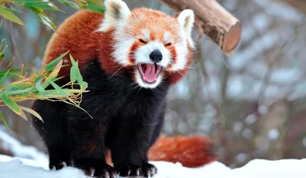 Фото: Малая красная панда на снегу