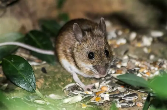 Домовая мышь (Mus musculus), кормящаяся в лесу, Суаньский лес, Брюссель, Бельгия