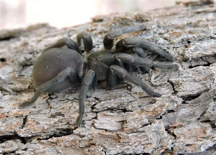 Фотография сиднейского лейкопаутинного паука, цепляющегося за кору камедного дерева в районе реки Палмер на Кейп-Йорке, Квинсленд, Австралия.