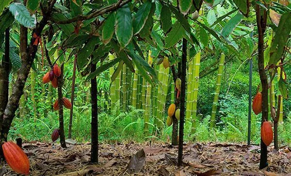 выращивание какао дерево